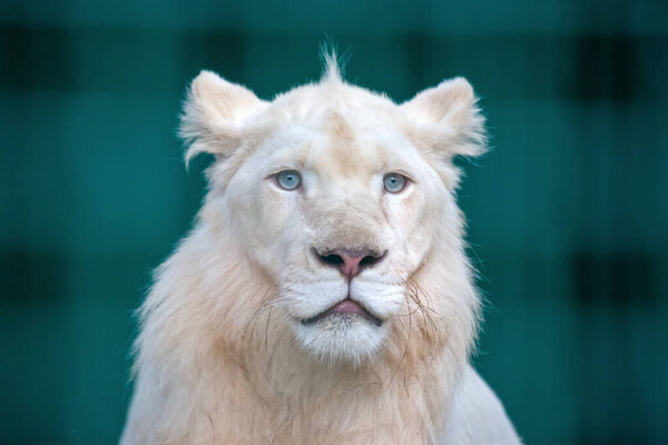 A white lion stands majestically, its striking blue eyes focused ahead. The lion's thick mane complements its unique coloration, creating a captivating sight in a tranquil environment.