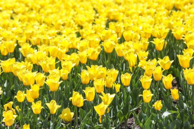 Bahçeyi dolduran sayısız parlak sarı laleler baharın ılık güneş ışığı altında güzelliklerini sergiliyorlar..