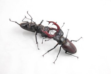 İki geyik böceği parlak beyaz bir yüzeye kilitlenip etkileyici çene ve güçlü vücutlarını sergiliyorlar..