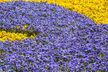 Mor ve sarı çiçeklerden oluşan renkli bir düzenleme bahçeyi dolduruyor, canlı renklerini sergiliyor. Bu canlı manzara, güneşin altında açan çiçeklerle baharın özünü yakalar..