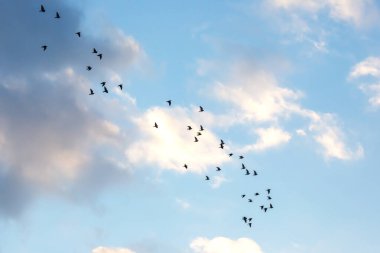 Akşam ışığı yumuşak bir parıltı saçarken, kabarık bulutların çerçevelediği mavi gökyüzünde bir kuş sürüsü zarif bir şekilde süzülür. Sahne, doğanın ve özgürlüğün güzelliğini yakalar..