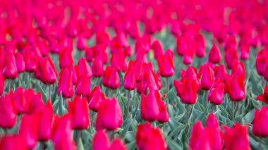 Çiçek açan büyük kırmızı laleler. çiçekler ve botanik