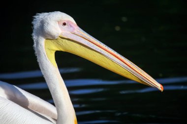 Canlı turuncu ve sarı gagalı görkemli beyaz bir pelikan zarif bir şekilde koyu su kenarında duruyor zarif boyun ve tüylerini sergiliyor. Yakın plan, sakin bir su ortamında çarpıcı gözünün ve doğal güzelliğinin altını çiziyor..