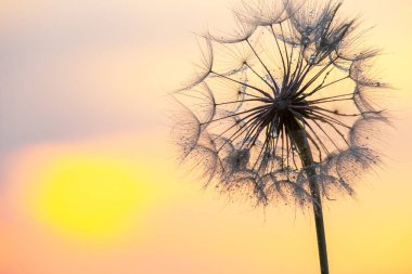 Batan güneşin arka planında karahindiba. Doğa ve çiçek bitkisi