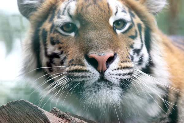 Amur kaplanı portresi — Stok fotoğraf