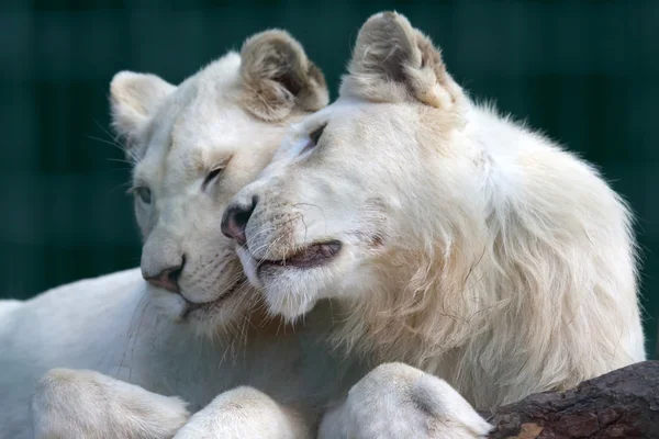 León blanco y leona se muestran ternura y amor —  Fotos de Stock