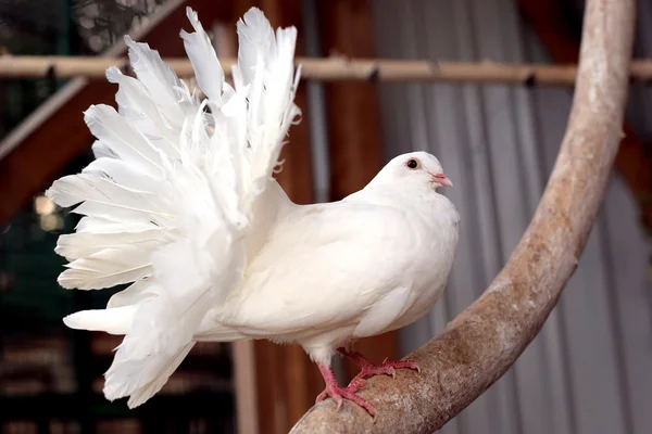 Портрет белого голубя с пушистым хвостом — стоковое фото