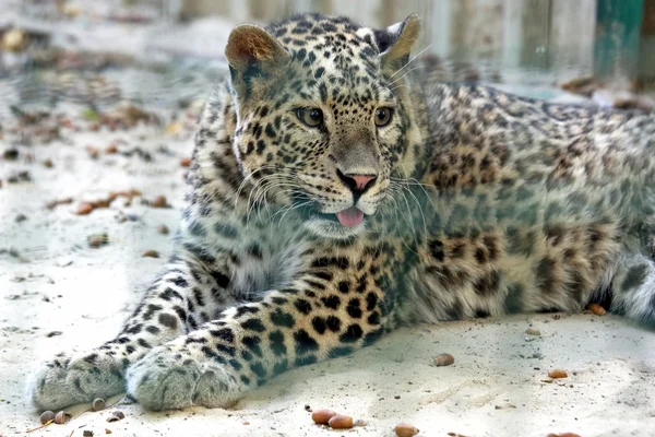 Retrato de um leopardo jovem — Fotografia de Stock