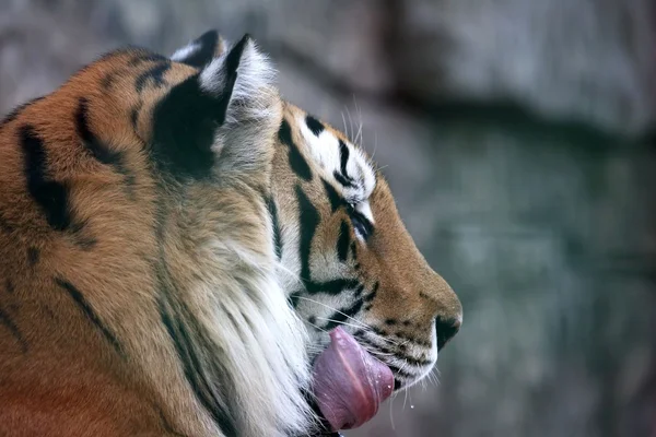 Retrato do tigre Amur lambendo — Fotografia de Stock