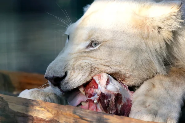 León blanco come carne de cerca —  Fotos de Stock