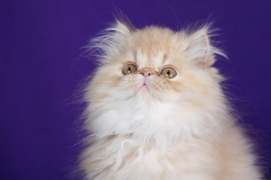 Stüdyo portre mor mavi arka plan üzerinde bir kedi