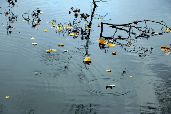 Gelbe Blätter fallen ins Wasser — Stockfoto