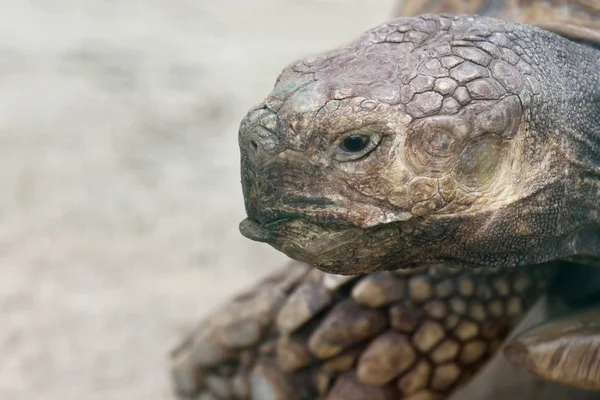 Stort portræt af en stor elefantskildpadde - Stock-foto