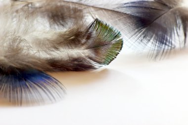 renk kuş tüyleri beyaz kağıda yalan