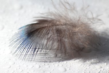 renk kuş tüyü beyaz kağıda yalan