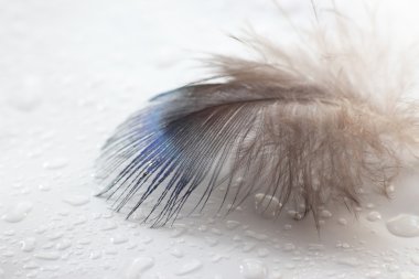 renk kuş tüyü beyaz kağıda yalan