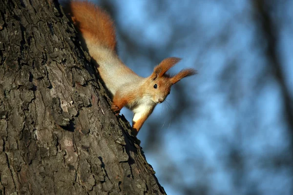 Écureuil sur l'arbre à la lumière du soleil — Photo