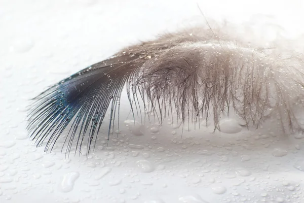 Pluma de pájaro de color se encuentra en una superficie blanca —  Fotos de Stock
