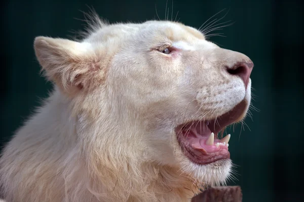 León blanco con boca abierta —  Fotos de Stock