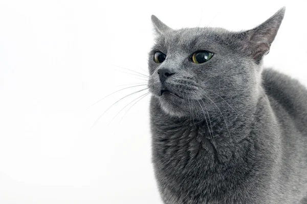 Studio ritratto di un bel gatto grigio su sfondo bianco — Foto Stock