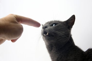 Gri kedi el işaret parmağı ile gösterir