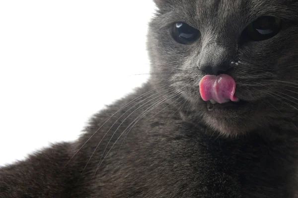 Gato cinza em um fundo branco preso para fora sua língua — Fotografia de Stock