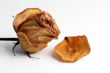 bir damla su kurutulmuş gül yaprağı