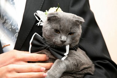 kedi damat closeup elinde bir gelinlik