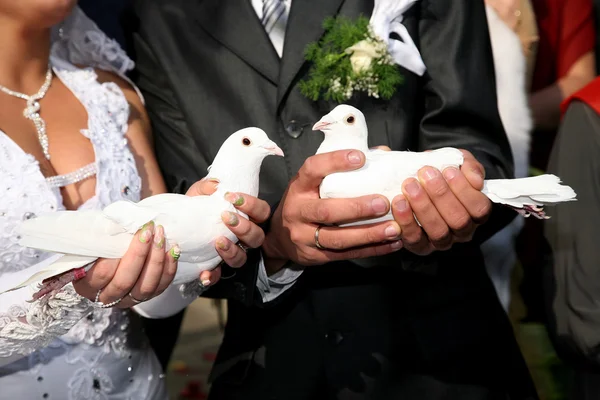 Duas pombas brancas nas mãos da noiva e do noivo fechar — Fotografia de Stock