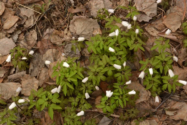 Bloei Anemone sylvestris snowdrop bloemen — Stockfoto