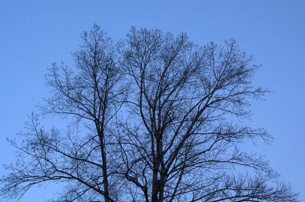 Bezlistne drzewa na zdjęciu niebo — Zdjęcie stockowe