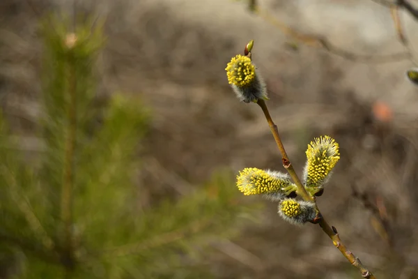 Floração Pussy-Willow Branch — Fotografia de Stock