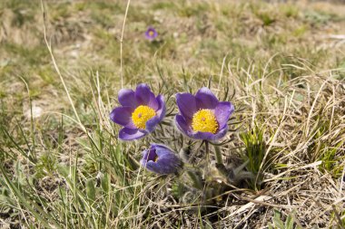 Pulsatilla Vulgaris mor kır çiçeği