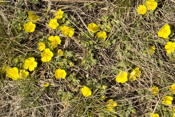 Potentilla anserina gelbe Wildblumen — Stockfoto
