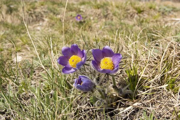 Pulsatilla vulgaris violette Wildblume — Stockfoto