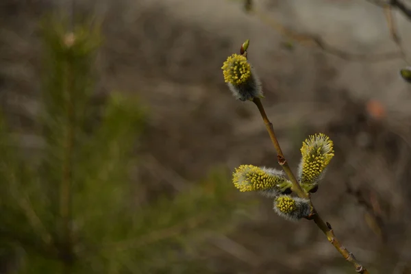 Flowering Pussy-Willow Branch — Stock Photo, Image