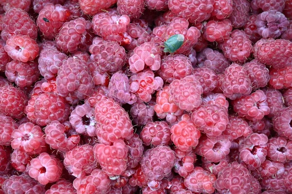 Fundo de framboesas orgânicas maduras frescas com percevejo — Fotografia de Stock