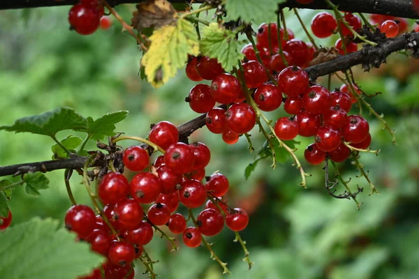 Een Bunch van Red Currants Bessen op een Plant Branch — Stockfoto
