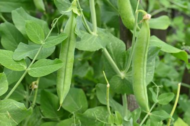 Sebze Bitkisi Üzerinde Yeşil Bezelye Kabukları