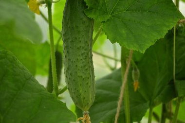 Bir serada yeşil salatalık meyvesi.