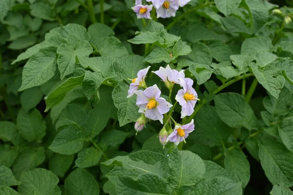 Bloemen van Aardappel Plant in een tuin — Stockfoto