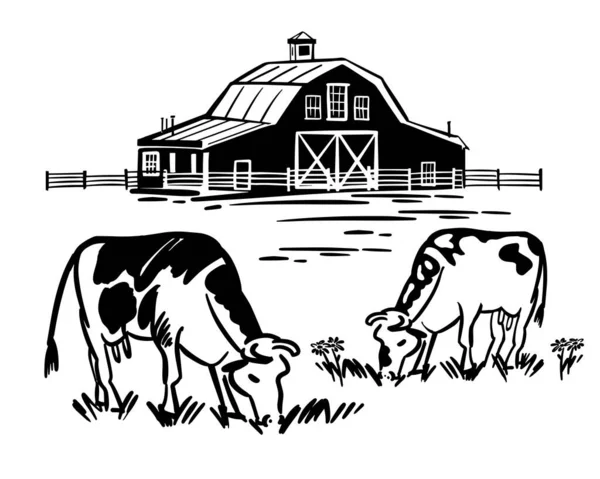 Cows graze eating grass in meadow. Handmade ranch in black and white outline. Vector illustration of building with fence in countryside.