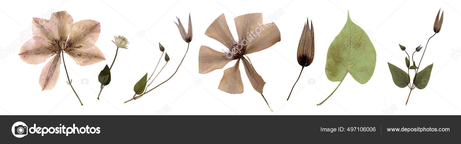 Composition of dried wildflowers isolated on a white background