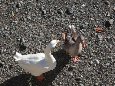 Wild geese on sunny morning near river. Nature and animals of Europe, Italy. . High quality photo