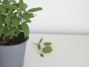 Sage in pot. Home grown spice for cooking in kitchen. Aromas and nutrition for health. High quality photo