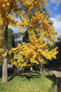 Sonbaharda parkta sarı ginkgo ağacı. Doğa ve sağlık, mevsimler. Tasarım için güneşli bir gün ve zemin. Yüksek kalite fotoğraf