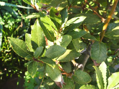 Laurus Nobilis şubesi ve ayrılır. Tasarım için doğa ve arka plan. - Evet. Yüksek kalite fotoğraf