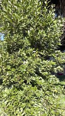 Laurus Nobilis şubesi ve ayrılır. Tasarım için doğa ve arka plan. - Evet. Yüksek kalite 4k görüntü