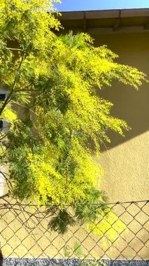 Güneşli bir günde evin bahçesindeki ağaçta bahar mimoza çiçekleri açar. Tasarım için arka plan. - Evet. Yüksek kalite 4k görüntü