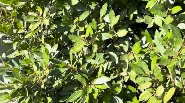 Laurus Nobilis şubesi ve ayrılır. Tasarım için doğa ve arka plan. - Evet. Yüksek kalite 4k görüntü